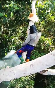 panen sarang madu hutan