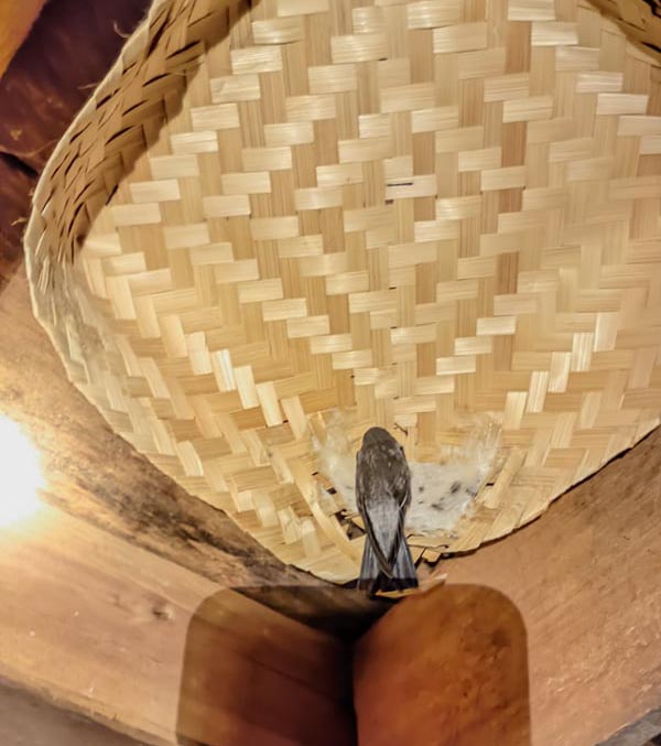 4 membuat sarang burung walet