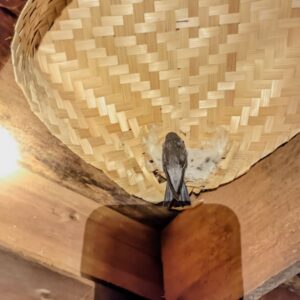 Sarang Burung Walet Premium kg - Gambar 4