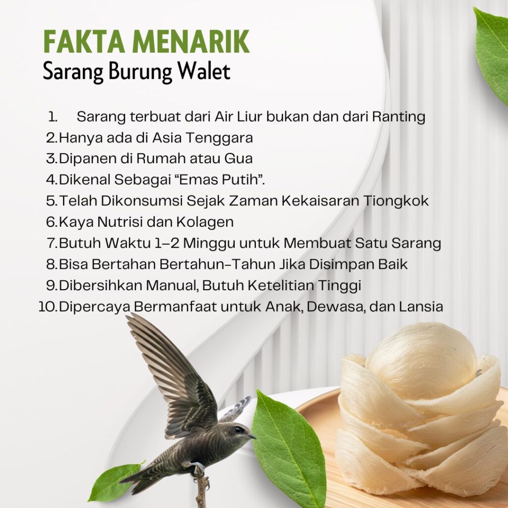 fakta menarik sarang burung walet