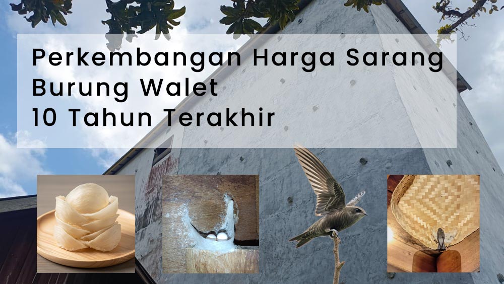 perkembangan harga sarang burung walet di indonesia
