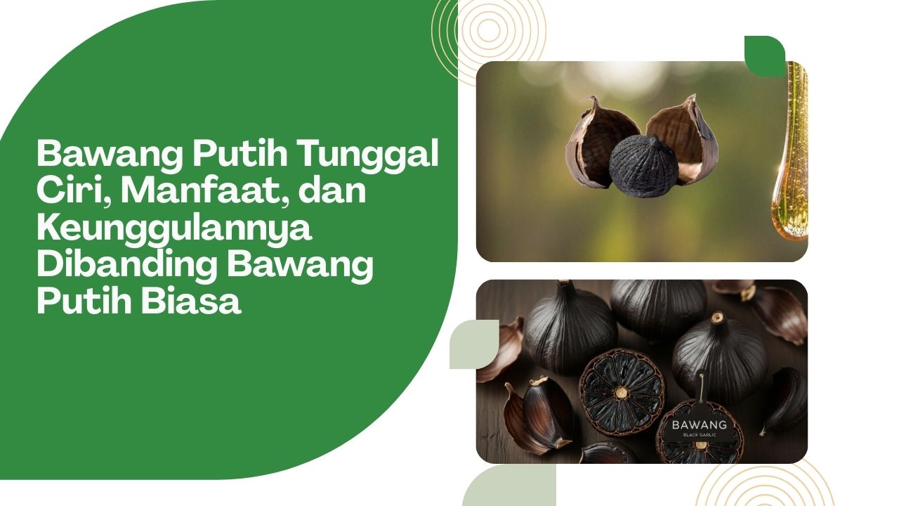 Bawang Putih Tunggal Ciri Manfaat dan Keunggulannya Dibanding Bawang Putih Biasa