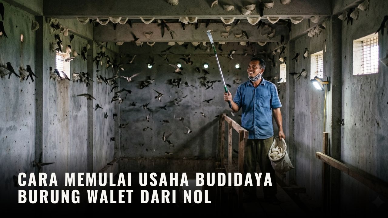 Cara Memulai Usaha Budidaya Burung Walet dari Nol