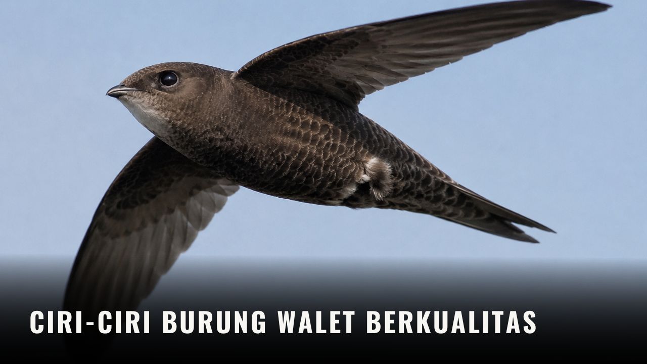 Ciri-Ciri Burung Walet Berkualitas