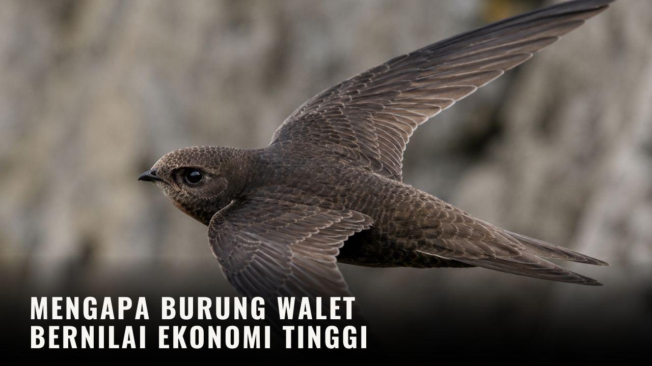 Mengapa Burung Walet Bernilai Ekonomi Tinggi